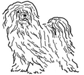 Tibetan Terrier Breeder and Owners Club