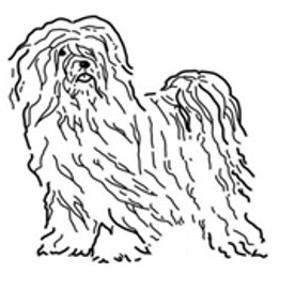 Tibetan Terrier Breeders & Owners Club